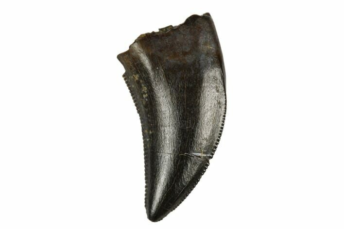Fossil Raptor (Dromaeosaur) Tooth - Judith River Formation #183588